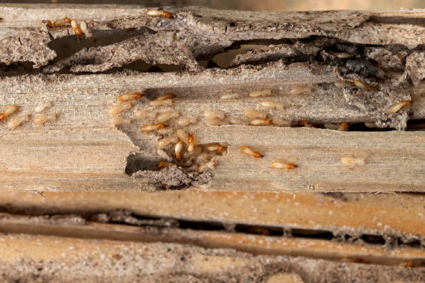  Pasadena, TX Pest Control Pros
